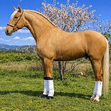 Соловой лузитано - шикарный