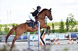 Высококровный мерин