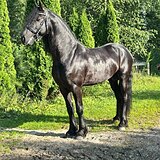 Жеребец Фризской породы 