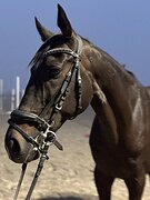 Мерин в любительскую выезд