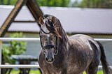Буденновский жеребец