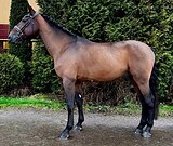 ЖЕРЕБЕЦ В ВЫЕЗДКУ