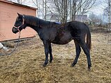 Жеребчик РВП
