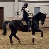 ВЕСТФАЛЬСКАЯ КОБЫЛА НА СП1