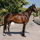 ШИКАРНАЯ РОДОСЛОВНАЯ 