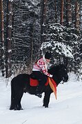 Жеребец
