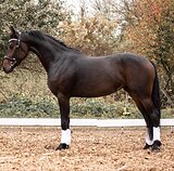 КОБЫЛА КРОСС-ФРИЗ