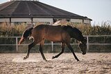 Кобыла кросс-андалуз