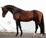 ГАННОВЕРСКИЙ ЖЕРЕБЕЦ 5 ЛЕТ