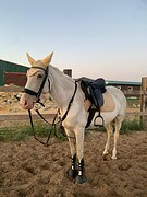 Кобыла в конкур/хобби