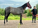 Кобыла 