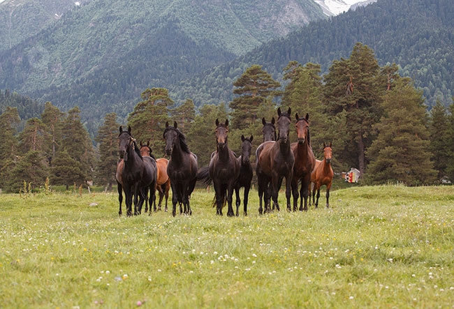 Конные походы с конным клубом Сивка