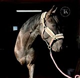 ВОРОНОЙ МЕРИН 4 ГОДА 