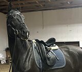 МОЛОДАЯ КОБЫЛА В ЛЮБУЮ ДИСЦ