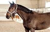 КОБЫЛА ПОД ЛЮБОГО ВСАДНИКА