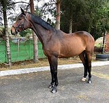 Вестфальский мерин выездка