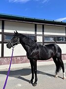 Мерин в конкур 2018