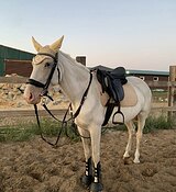 Кобыла в конкур • дешево 