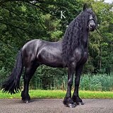 ФРИЗСКИЙ ЖЕРЕБЕЦ 