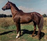 ЖЕРЕБЕЦ В КОНКУР/ТРОЕБОРЬЕ