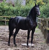 Вороной жеребец от Diarado