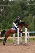 тракен в конкур