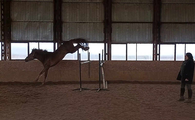 мезенский жеребец Титан (Телефон-Тактика) 2021 г.р.