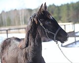 Молодой жеребчик/перспекти