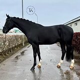 МЕРИН НА ЮНОШЕСКИЕ ЕЗДЫ, МП