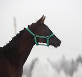 Чудо ребенок, жеребчик 2022г.р.