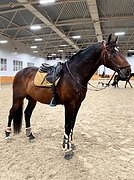 ЖЕРЕБЕЦ В КОНКУР И ВЫЕЗДКУ