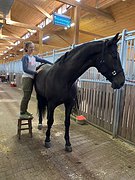 Массаж и мануальная терапия для лошади