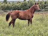 Кобылка в спорт