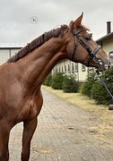 ЖЕРЕБЕЦ В КОНКУР
