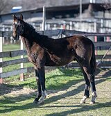 НАРЯДНЫЙ ТРАКЕН