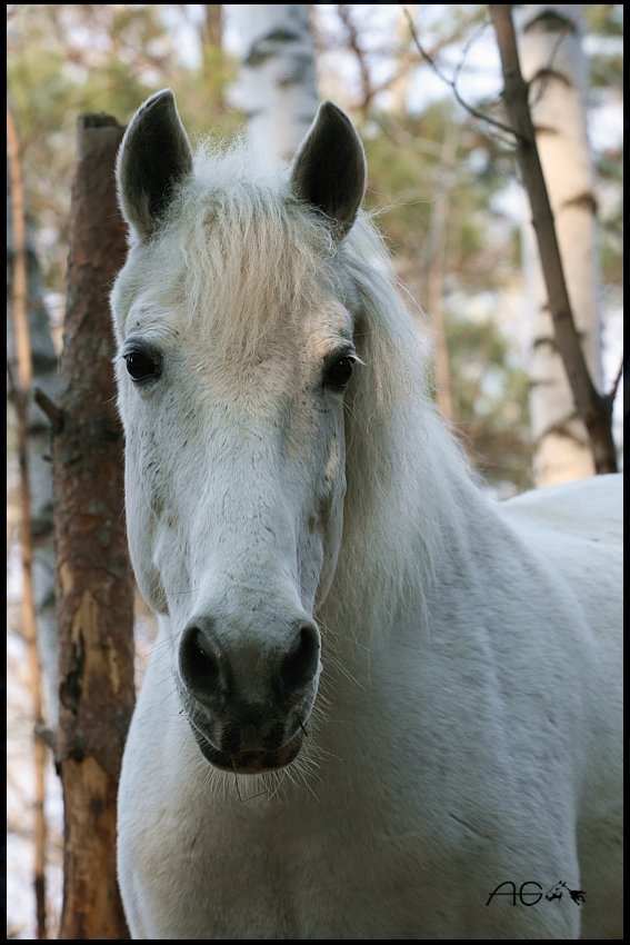 Портрет доброй лошади Ляли, пребывающей в меланхоличном настроении по поводу прихода в Сибирь долгожданного тепла :))