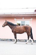 Спокойный мерин в хобби