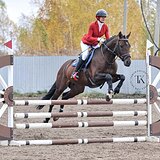 ГОЛШТИНСКИЙ МЕРИН 5 ЛЕТ