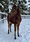 Молодой жеребчик! Срочно, д
