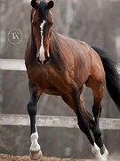 МЕРИН 7 ЛЕТ 169 СМ В ХОЛКЕ