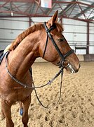 Топ жеребец в спорт