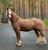 Универсальный пони!