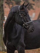 ТРАКЕН • НЕМЕЦКИЕ КРОВИ