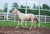Манарджам