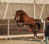 МЕРИН В КОНКУР / ТРОЕБОРЬЕ