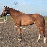 РЫЖАЯ КОБЫЛА 4 ГОДА 