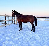 Жеребец 3/4 импорт