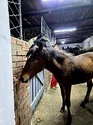 высококровная кобылка