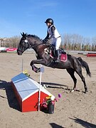 супер кобыла, стартует