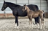 МОЛОДАЯ КОБЫЛКА В СПОРТ